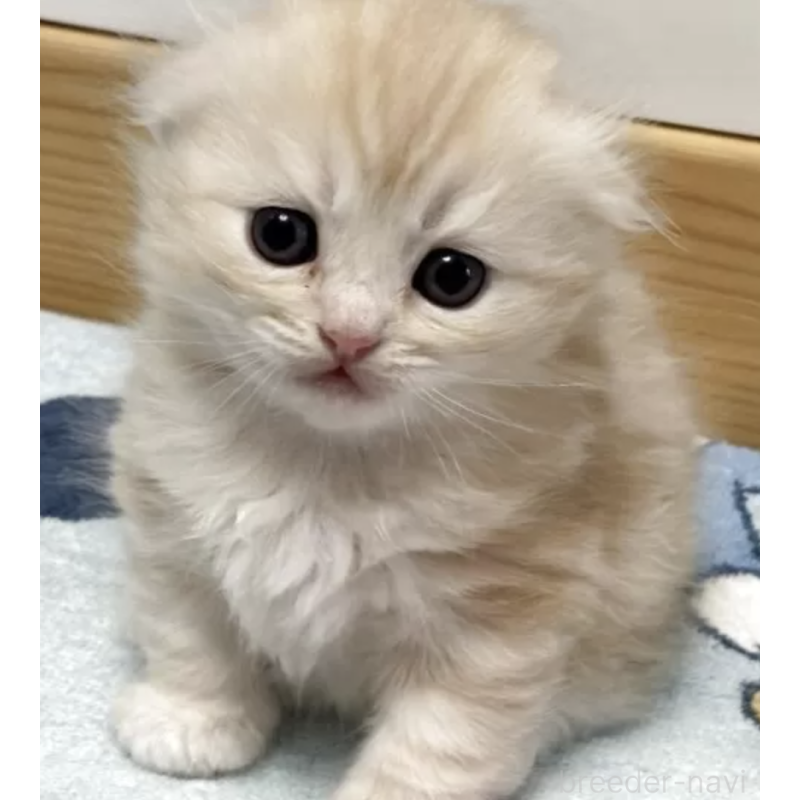 販売中の愛媛県のスコティッシュフォールド(折れ耳)-130541の2枚目