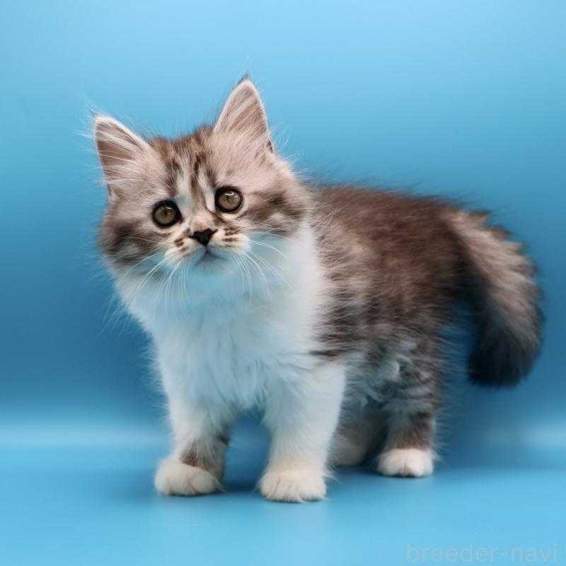 販売中の埼玉県のサイベリアン-130544