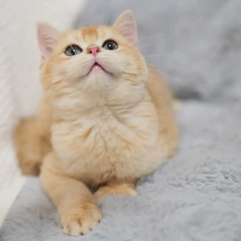 販売中の東京都のブリティッシュショートヘア-130545の4枚目