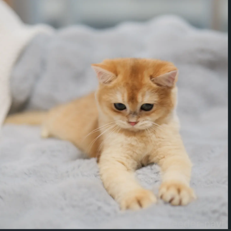 販売中の東京都のブリティッシュショートヘア-130545の3枚目