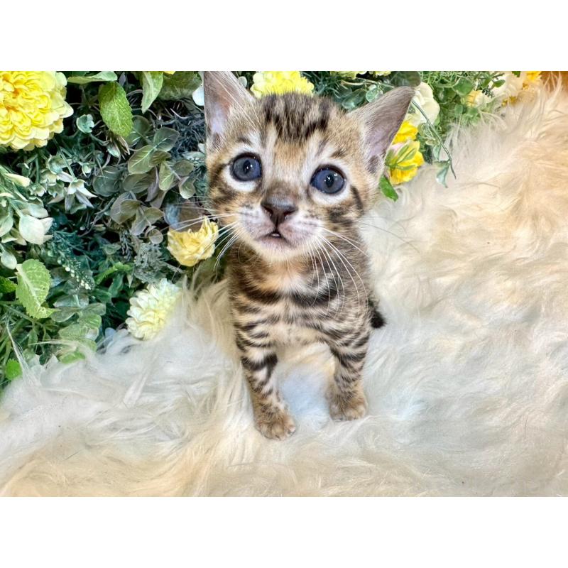 販売中の愛媛県のベンガル-130546の17枚目