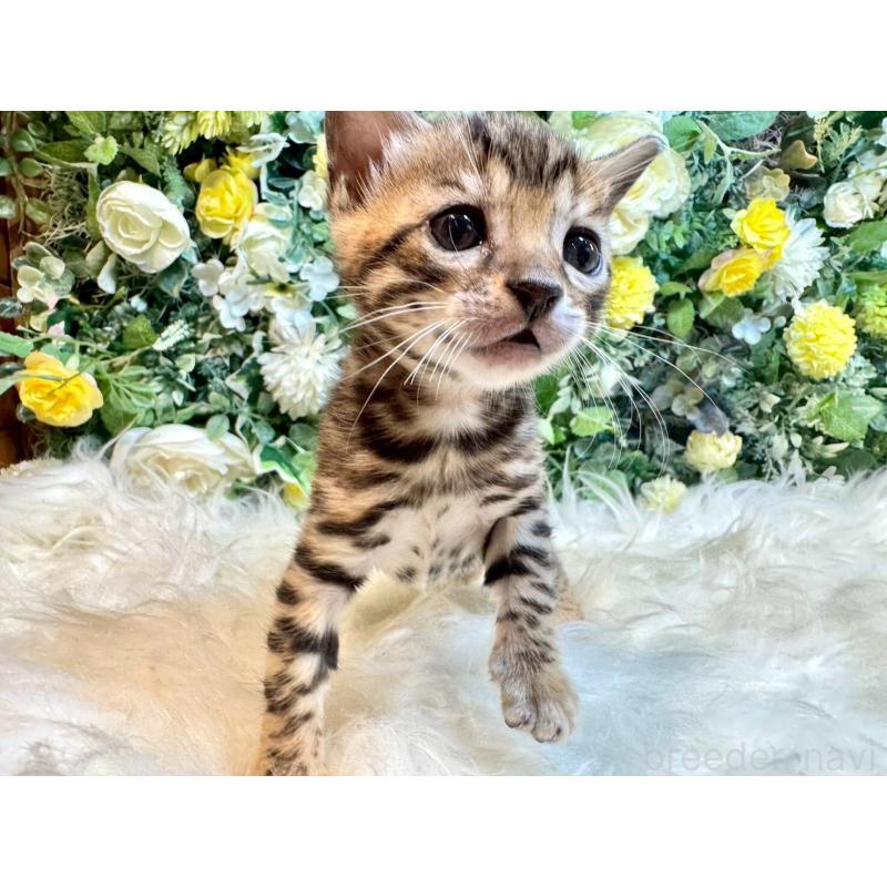 販売中の愛媛県のベンガル-130546の16枚目