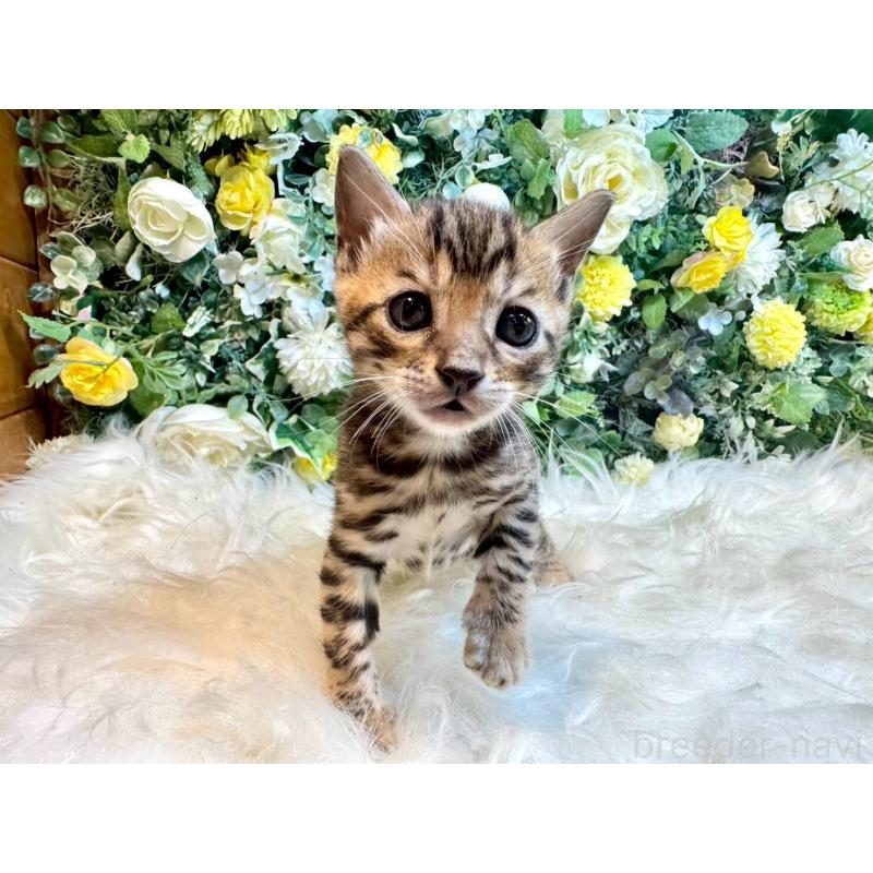 販売中の愛媛県のベンガル-130546の15枚目