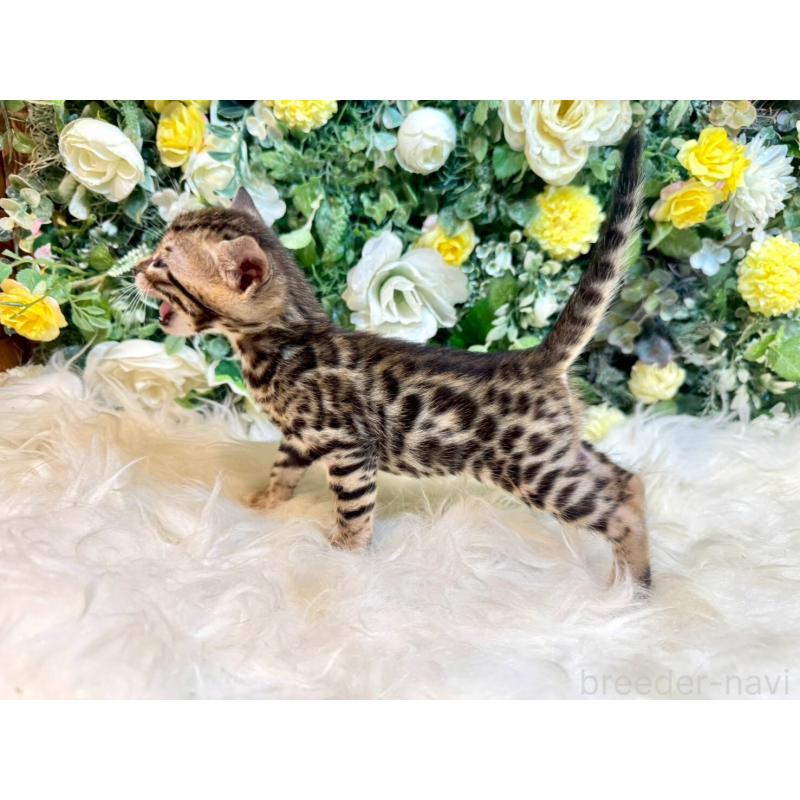 販売中の愛媛県のベンガル-130546の14枚目