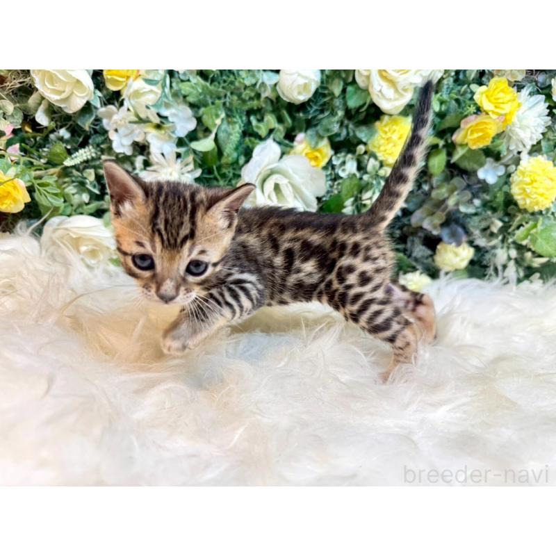 販売中の愛媛県のベンガル-130546の13枚目