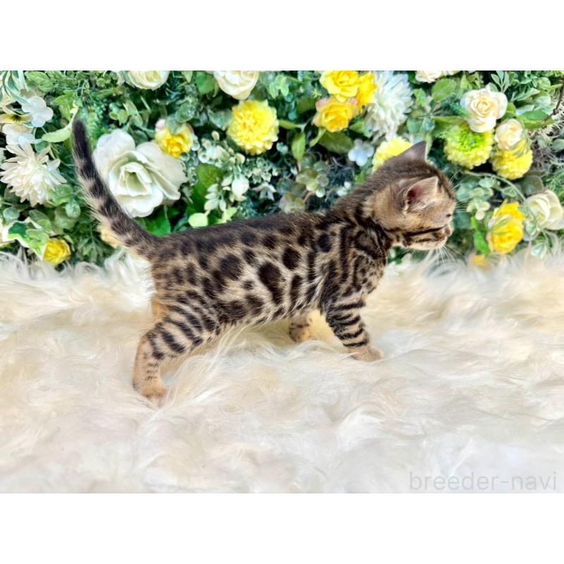 販売中の愛媛県のベンガル-130546の11枚目