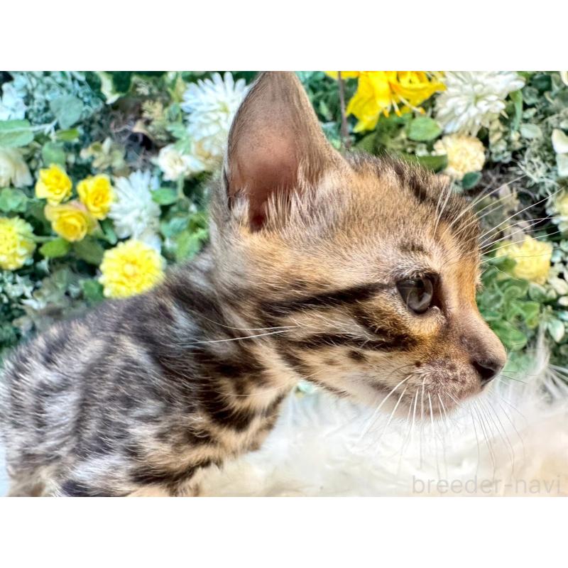 販売中の愛媛県のベンガル-130546の10枚目