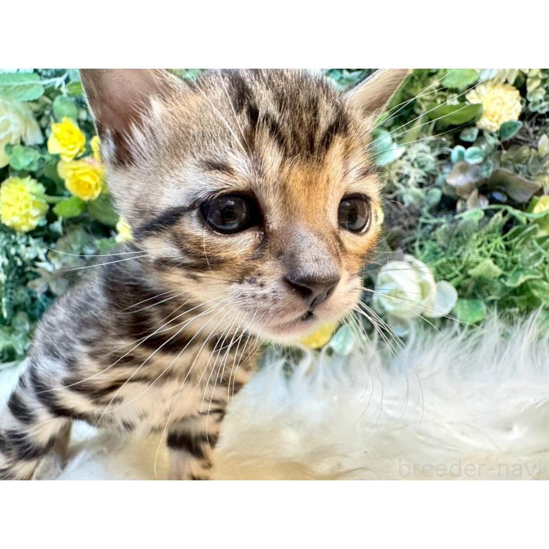 販売中の愛媛県のベンガル-130546の9枚目