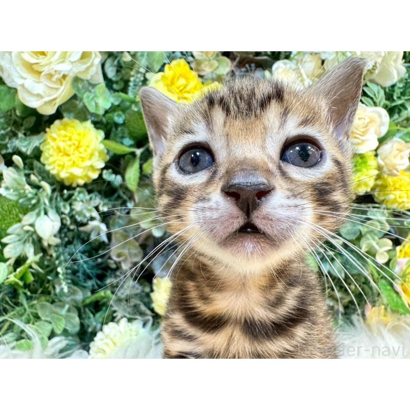 販売中の愛媛県のベンガル-130546の8枚目