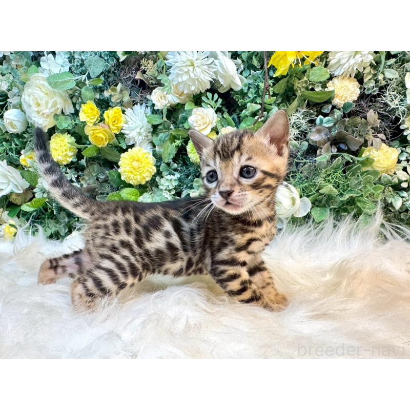 販売中の愛媛県のベンガル-130546の6枚目