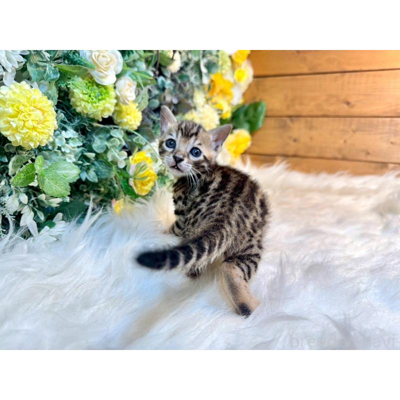 販売中の愛媛県のベンガル-130546の4枚目