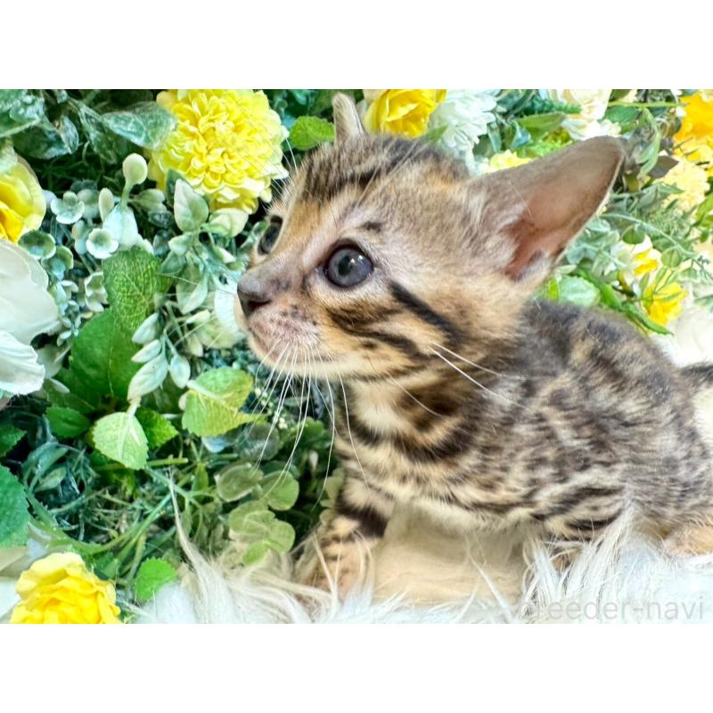 販売中の愛媛県のベンガル-130546の3枚目