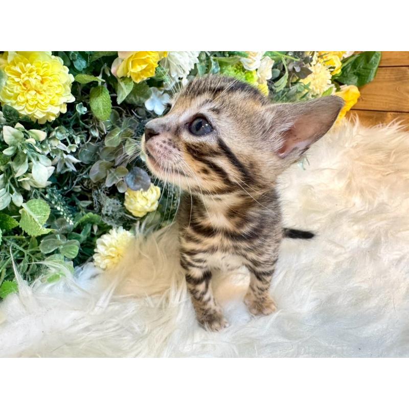 販売中の愛媛県のベンガル-130546の2枚目