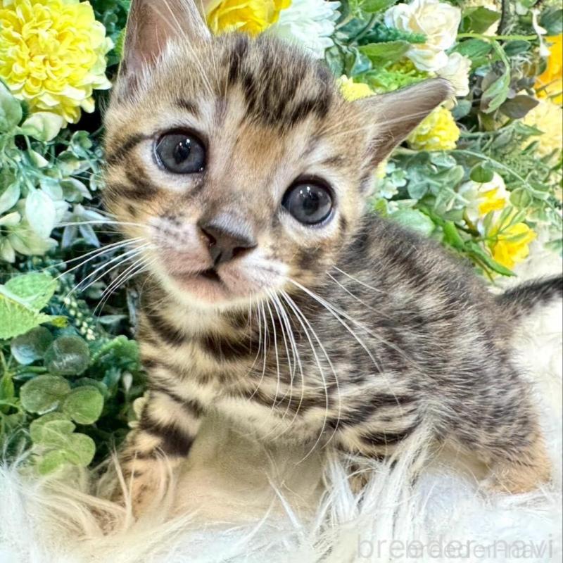 販売中の愛媛県のベンガル-130546