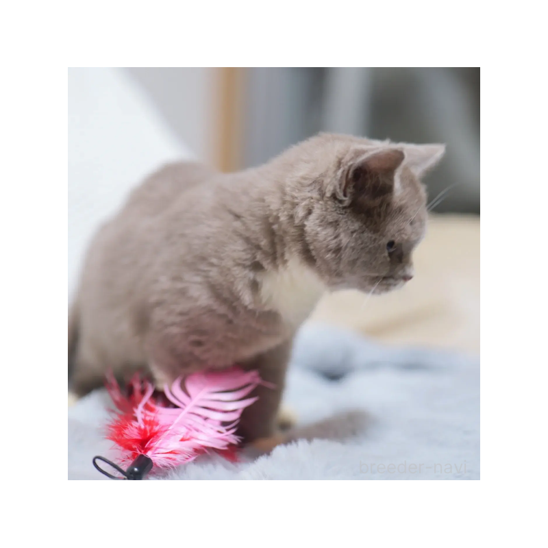 販売中の東京都のブリティッシュショートヘア-130547の4枚目