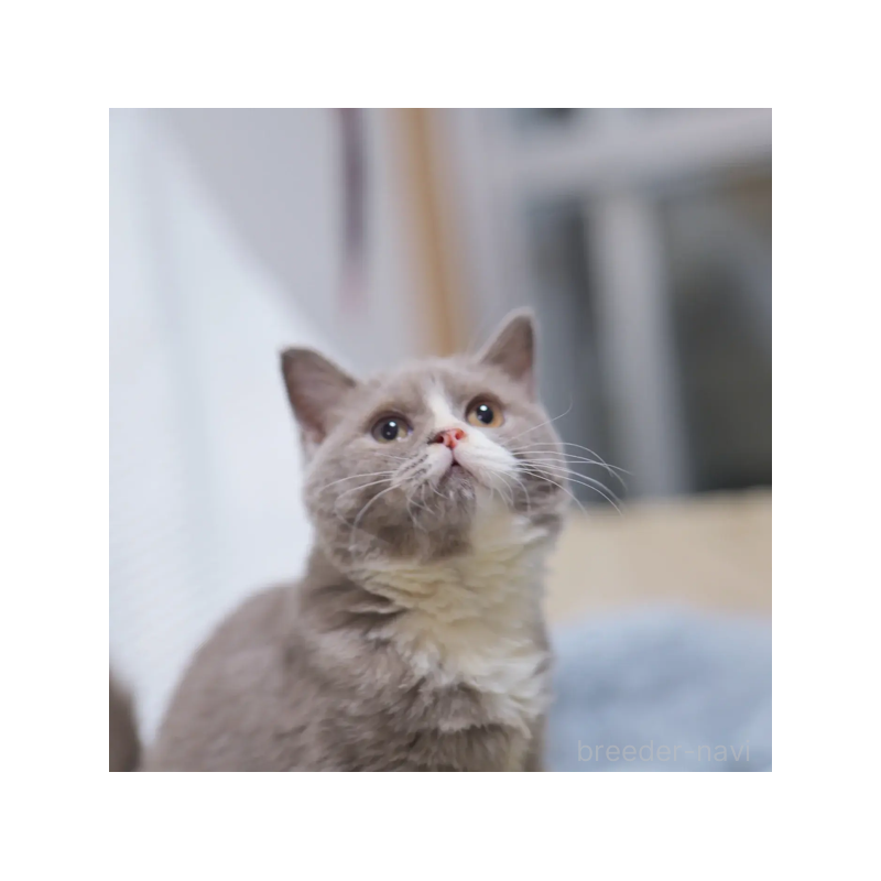 販売中の東京都のブリティッシュショートヘア-130547の3枚目