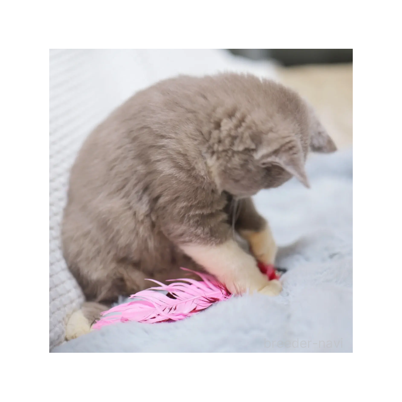 販売中の東京都のブリティッシュショートヘア-130547の2枚目