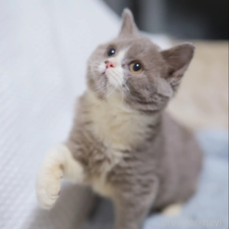 販売中の東京都のブリティッシュショートヘア-130547