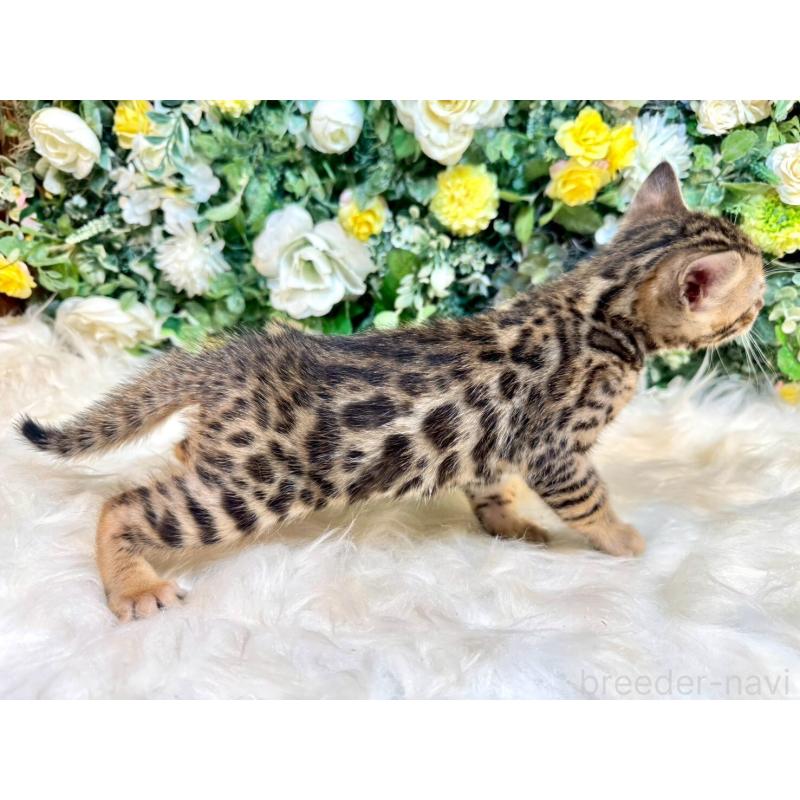 販売中の愛媛県のベンガル-130548の17枚目