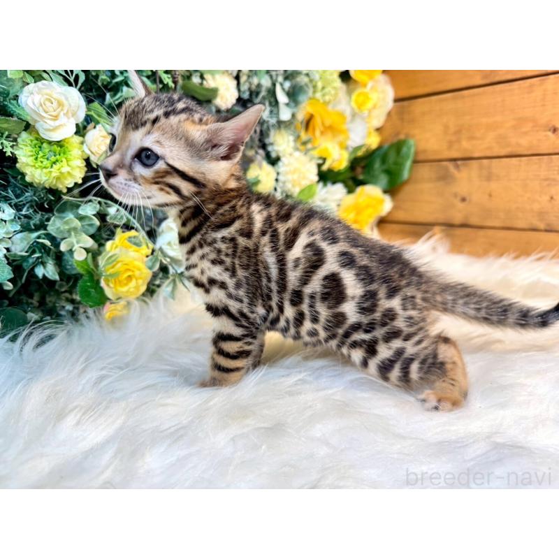 販売中の愛媛県のベンガル-130548の15枚目