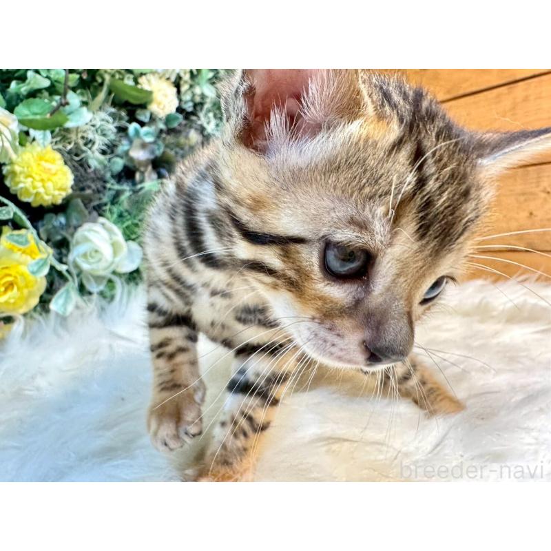 販売中の愛媛県のベンガル-130548の14枚目