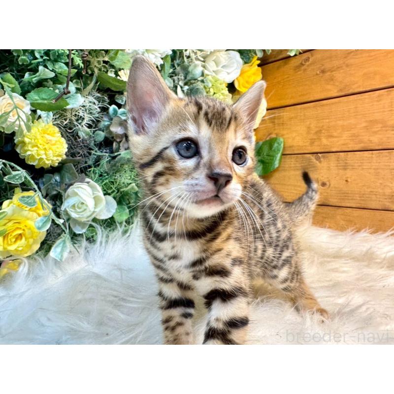 販売中の愛媛県のベンガル-130548の13枚目