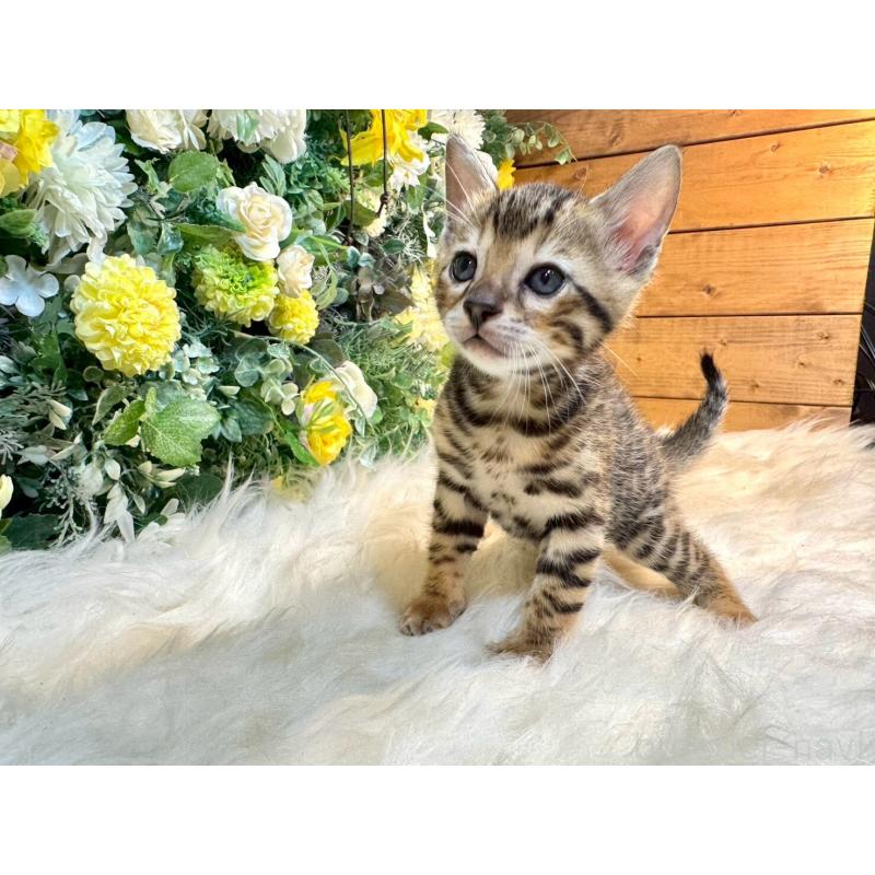 販売中の愛媛県のベンガル-130548の12枚目