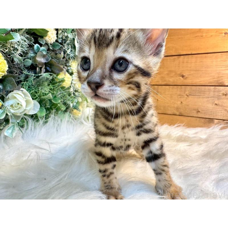 販売中の愛媛県のベンガル-130548の11枚目