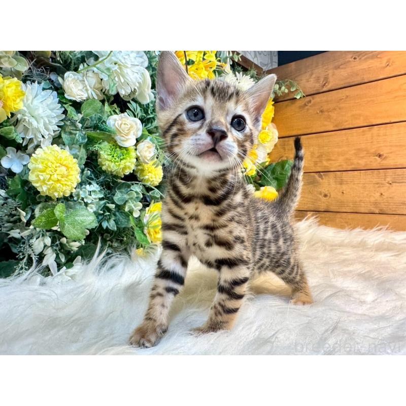 販売中の愛媛県のベンガル-130548の9枚目