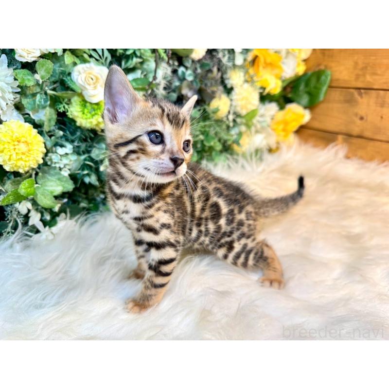 販売中の愛媛県のベンガル-130548の7枚目