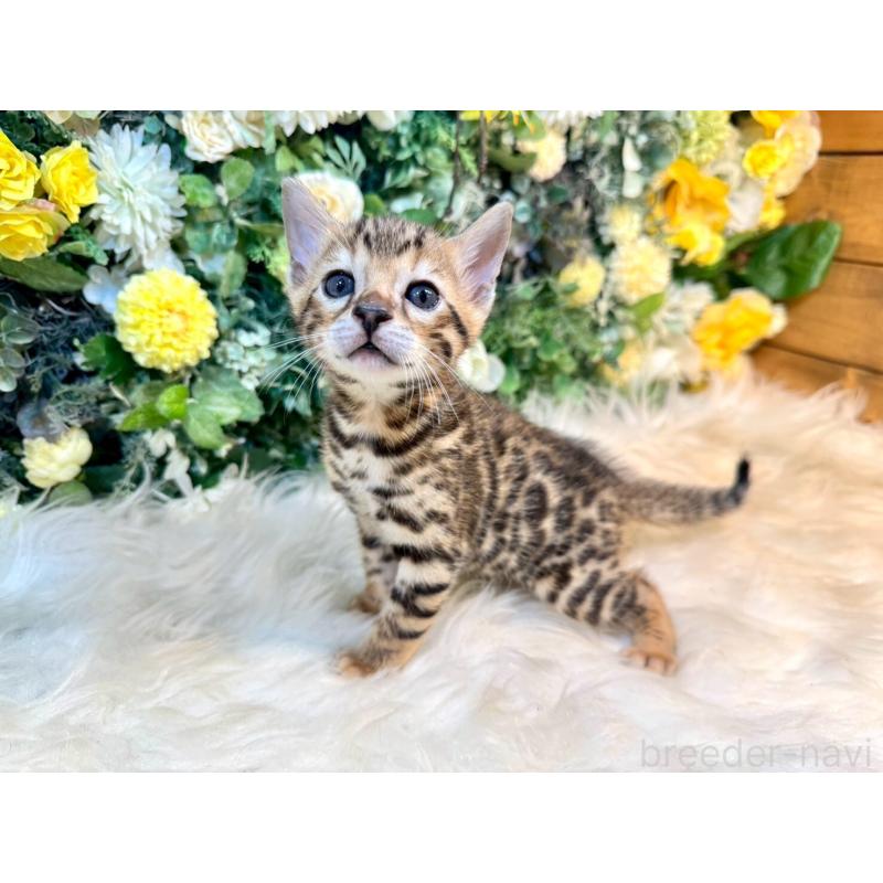 販売中の愛媛県のベンガル-130548の6枚目