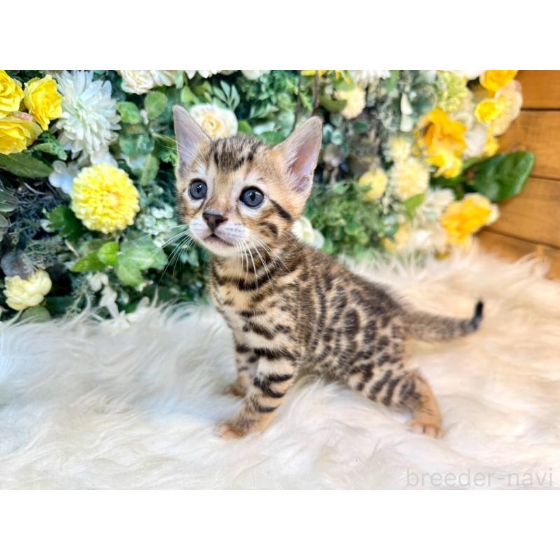 販売中の愛媛県のベンガル-130548の4枚目