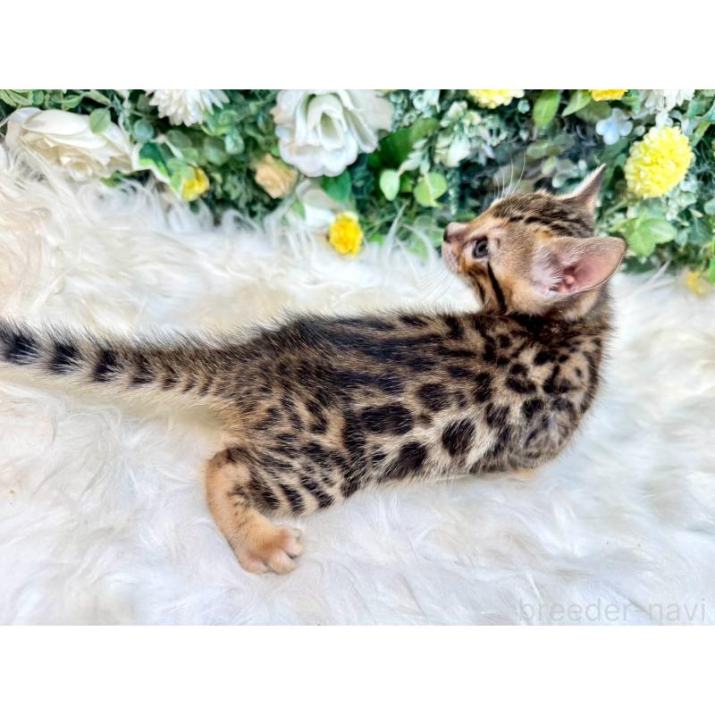 販売中の愛媛県のベンガル-130548の3枚目