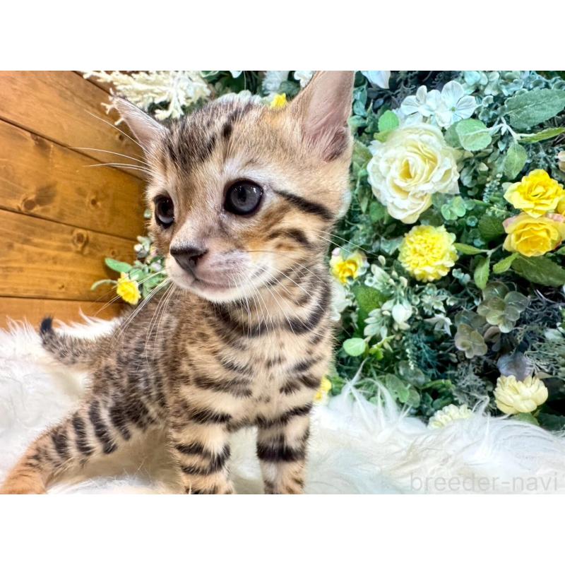 販売中の愛媛県のベンガル-130548の2枚目