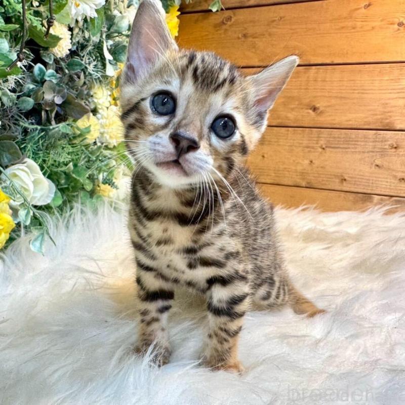 販売中の愛媛県のベンガル-130548の1枚目