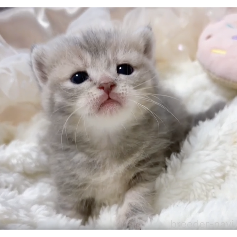販売中の群馬県のマンチカン(短足)-130549の2枚目