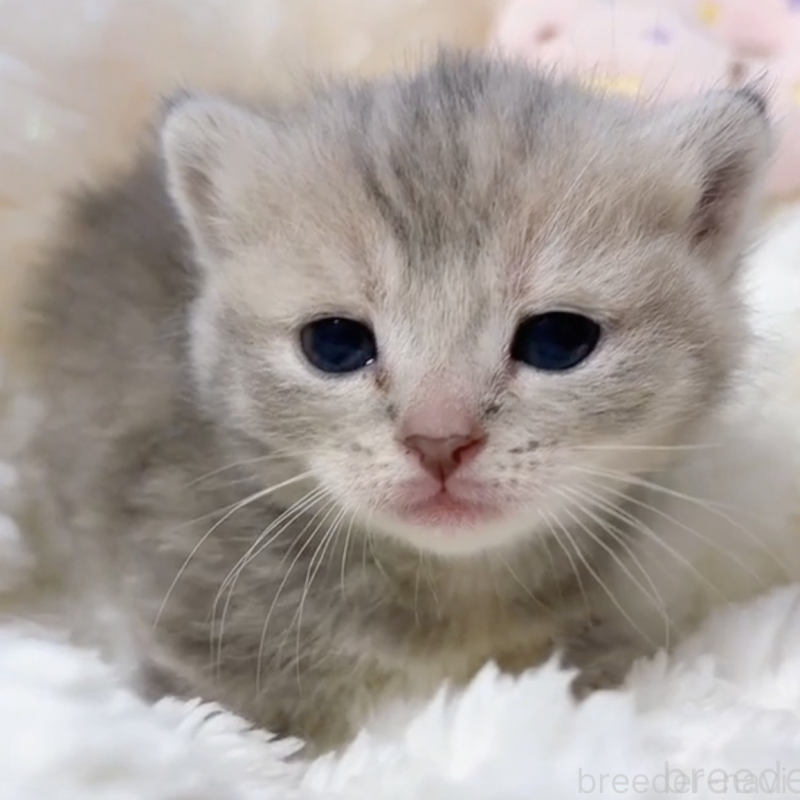販売中の群馬県のマンチカン(短足)-130549