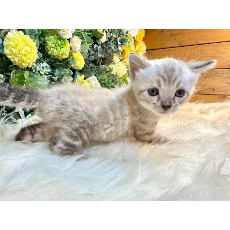 成約済の愛媛県のベンガル-130550の18枚目