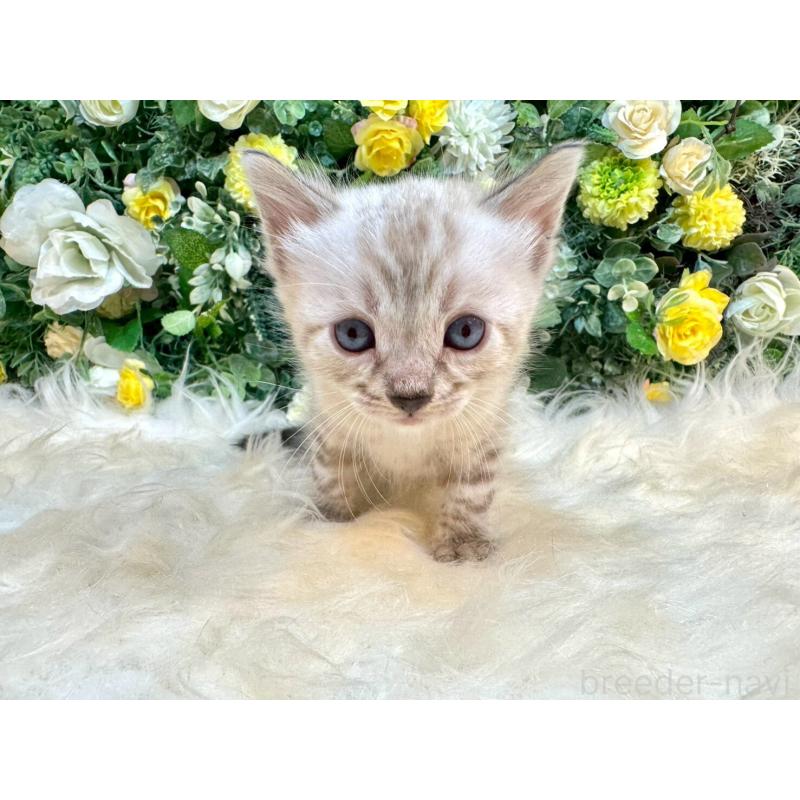 成約済の愛媛県のベンガル-130550の17枚目