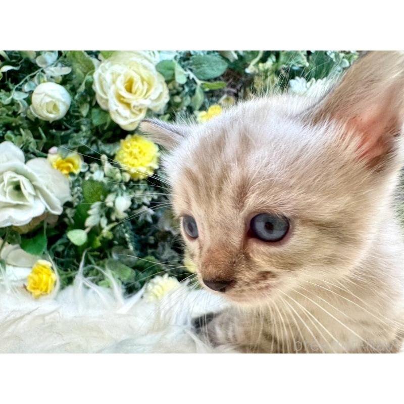 成約済の愛媛県のベンガル-130550の16枚目