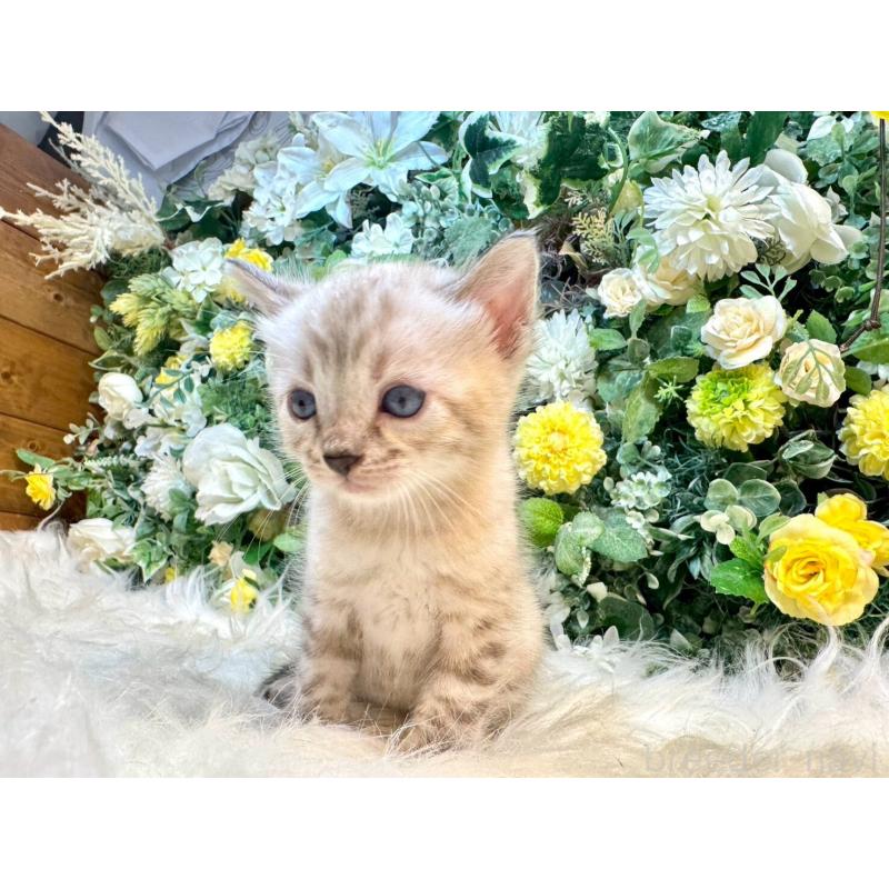 成約済の愛媛県のベンガル-130550の15枚目