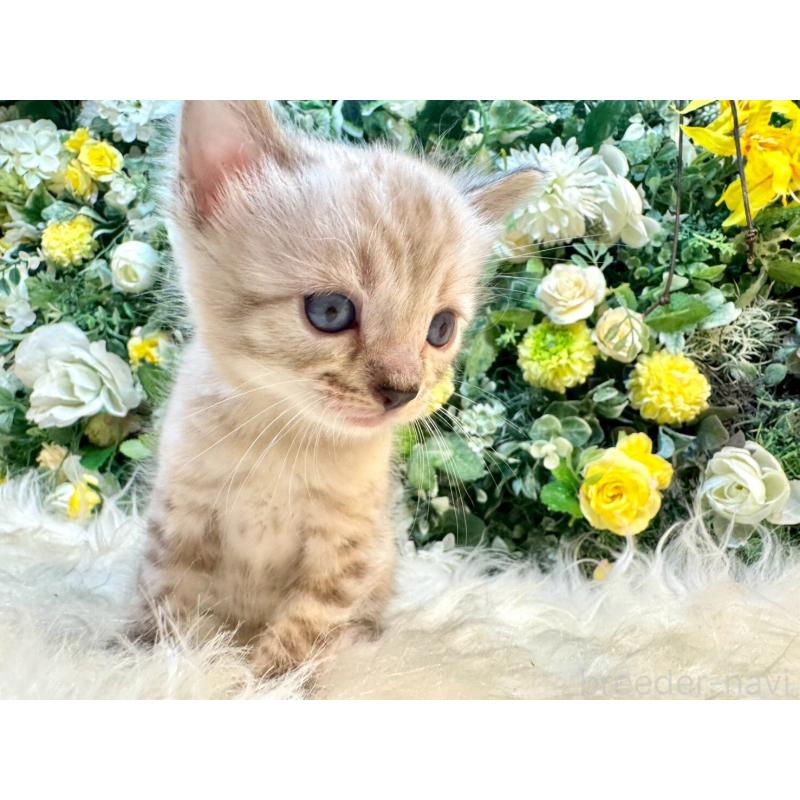 成約済の愛媛県のベンガル-130550の14枚目