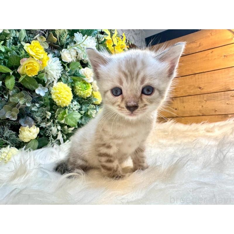 成約済の愛媛県のベンガル-130550の13枚目