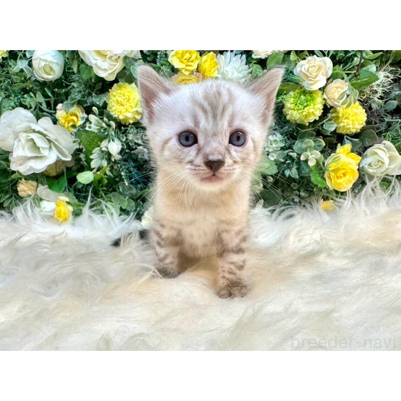 成約済の愛媛県のベンガル-130550の12枚目