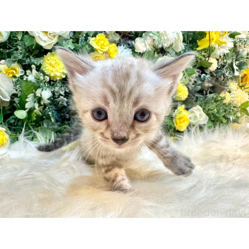 成約済の愛媛県のベンガル-130550の11枚目