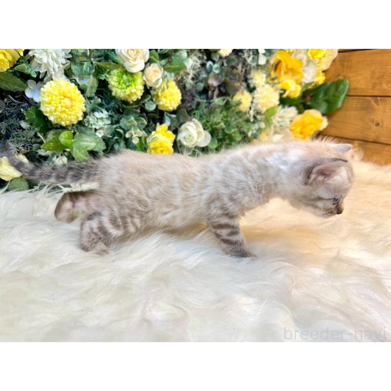 成約済の愛媛県のベンガル-130550の10枚目