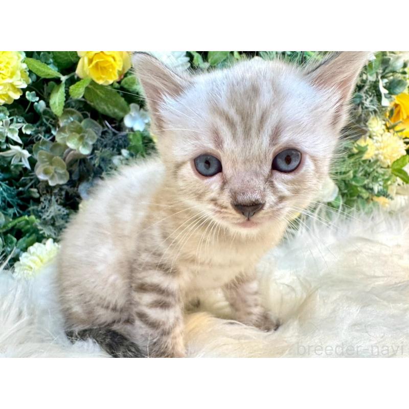 成約済の愛媛県のベンガル-130550の9枚目