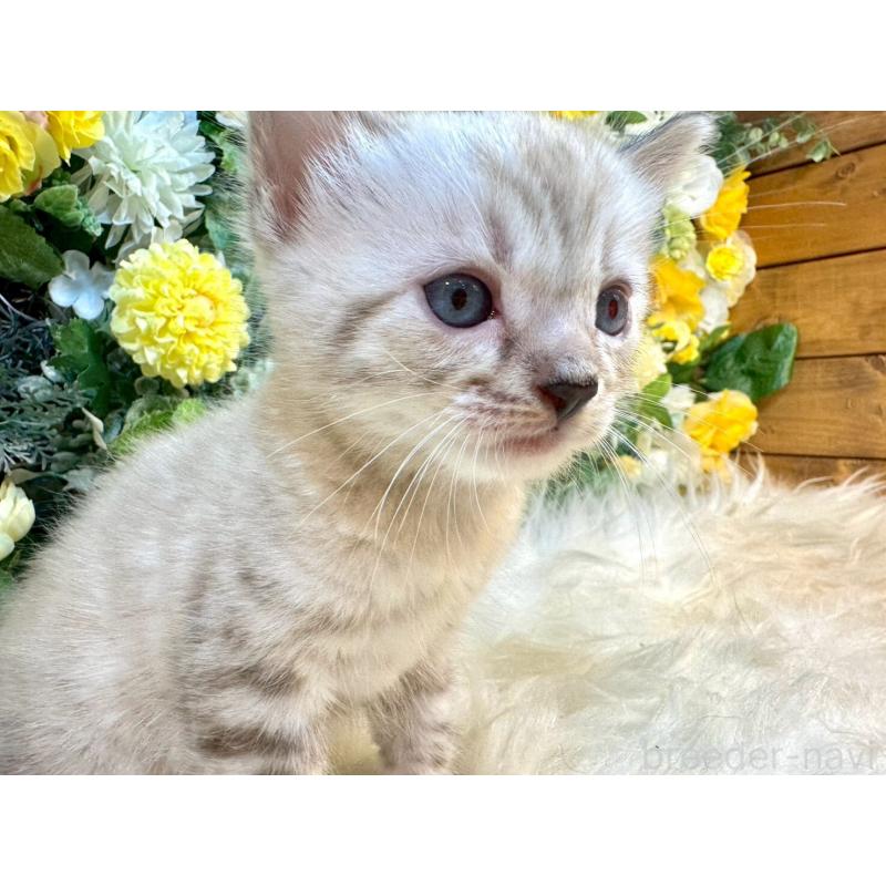 成約済の愛媛県のベンガル-130550の8枚目