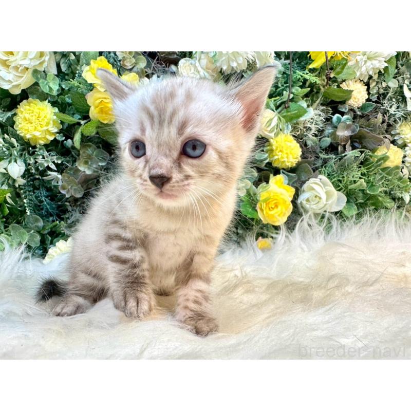 成約済の愛媛県のベンガル-130550の7枚目