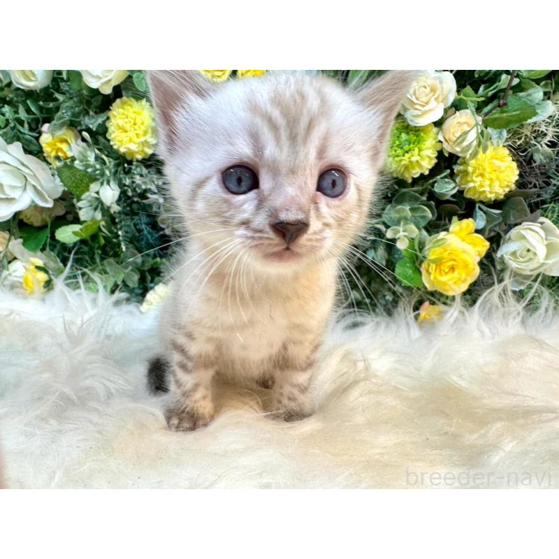 成約済の愛媛県のベンガル-130550の6枚目